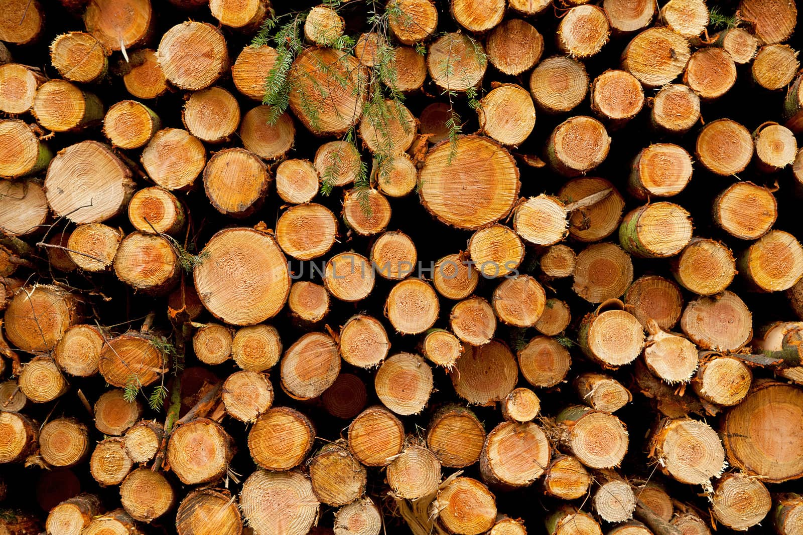 Pile of felled trunks ready to be loaded in closeup

