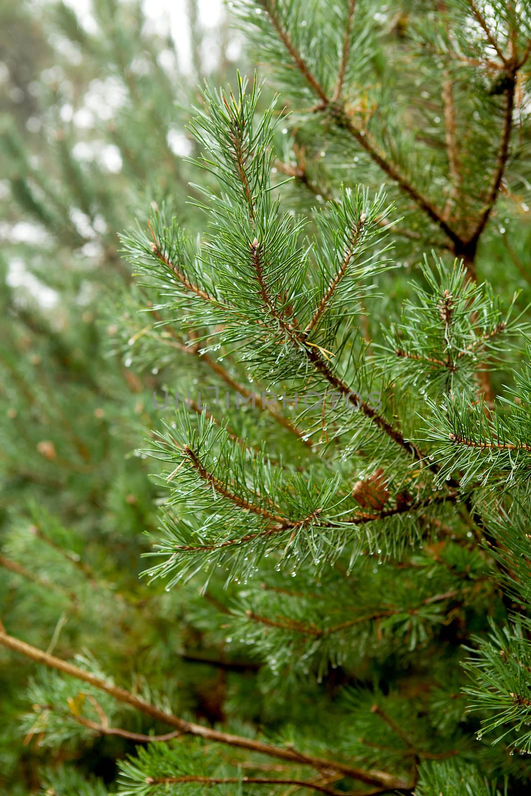 Fresh needles on a fir tree with water drops in closeup

