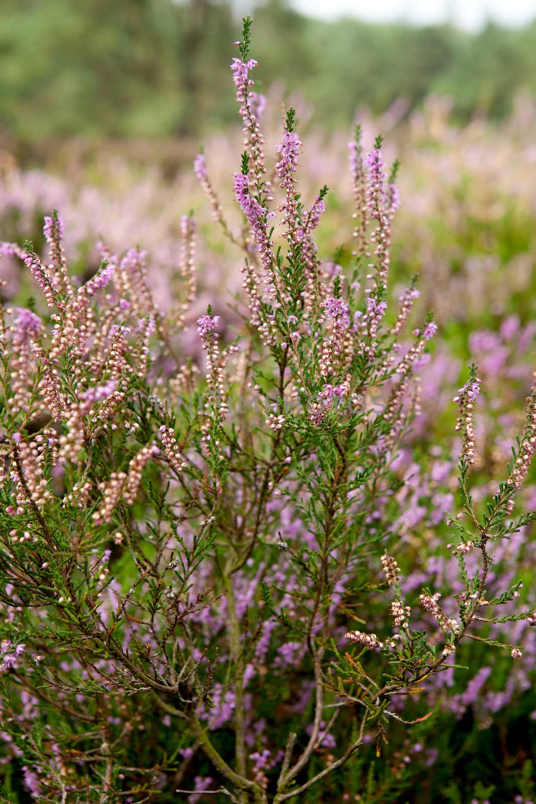 View over Dutch Pink erica heath in closeup

