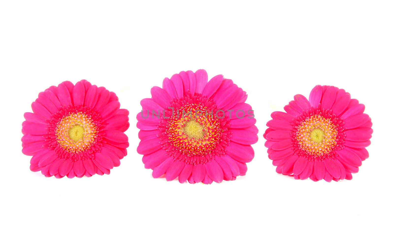 Three pink Gerber flowers in a row on white background