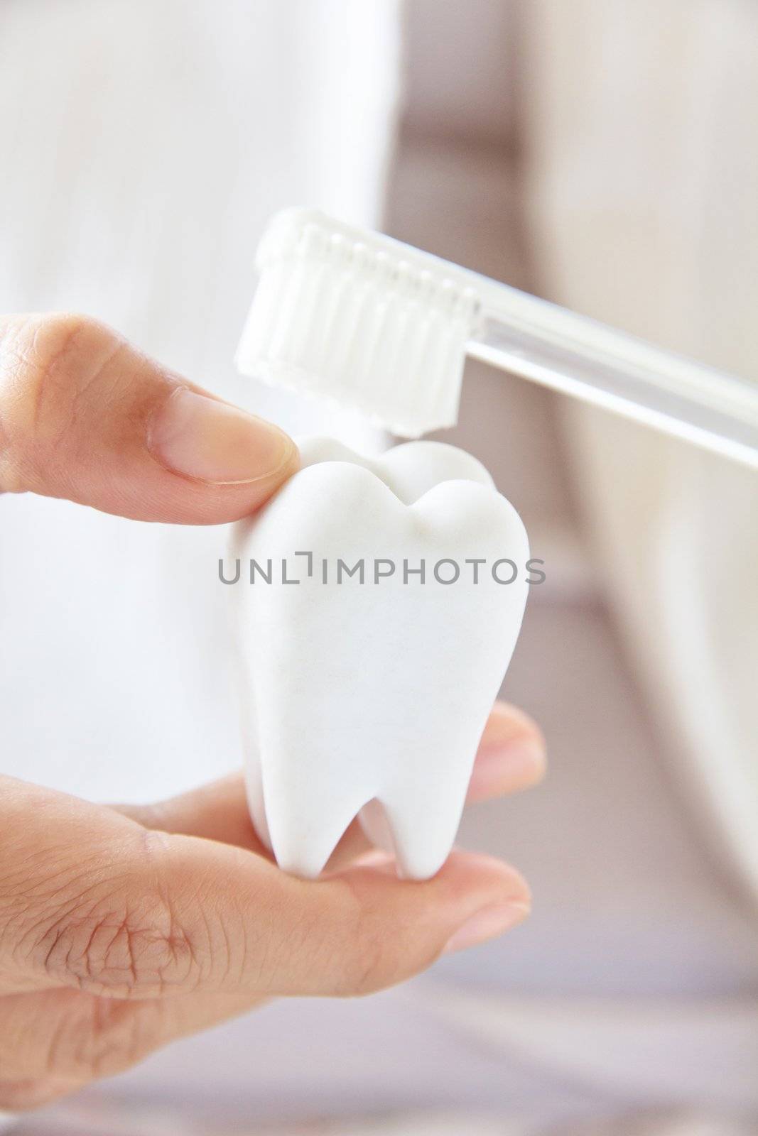 dentist holding molar with brush by ponsulak