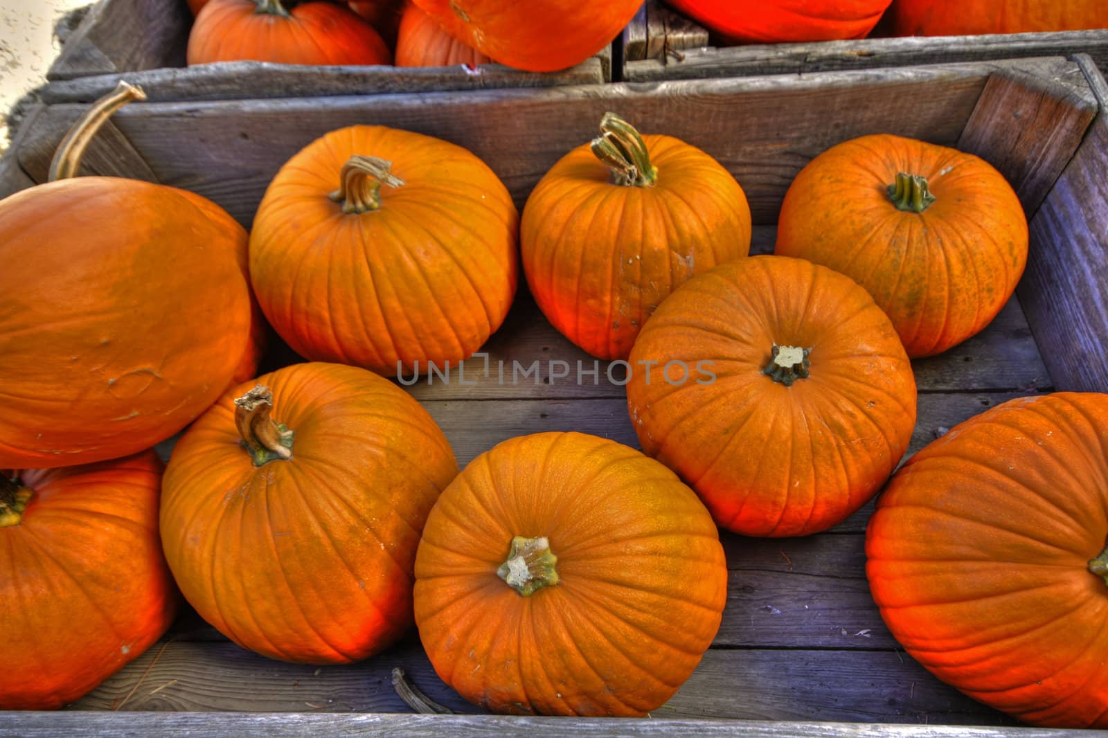 Crate of pumpkins on a sunny day in a farmer's market