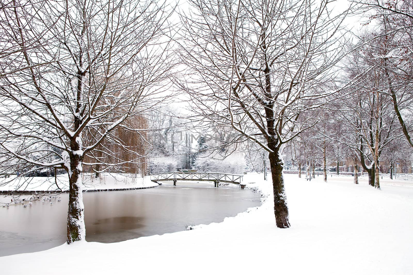 Dutch park in wintertime covered with snow