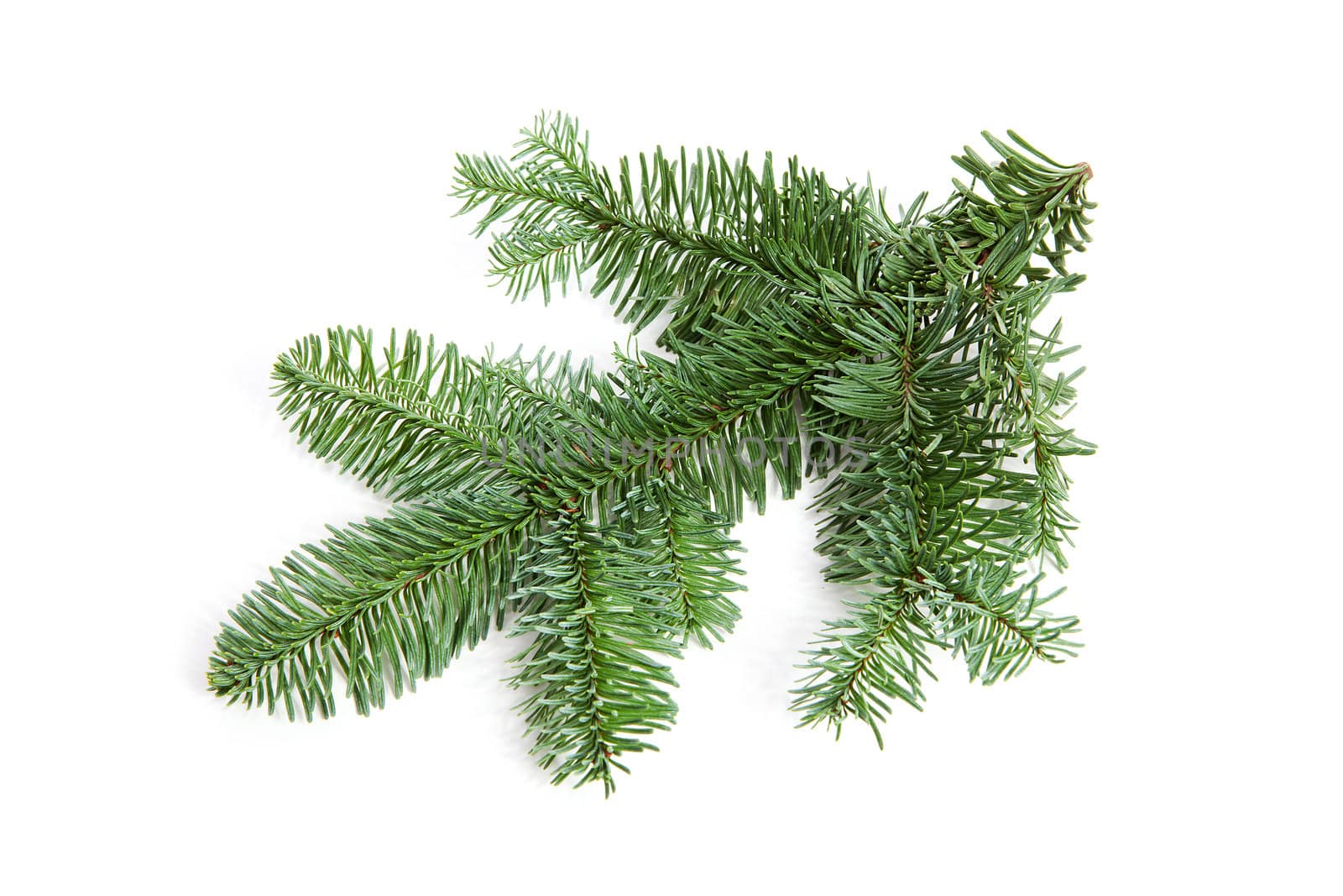 Bare green plucked christmas twig over white background