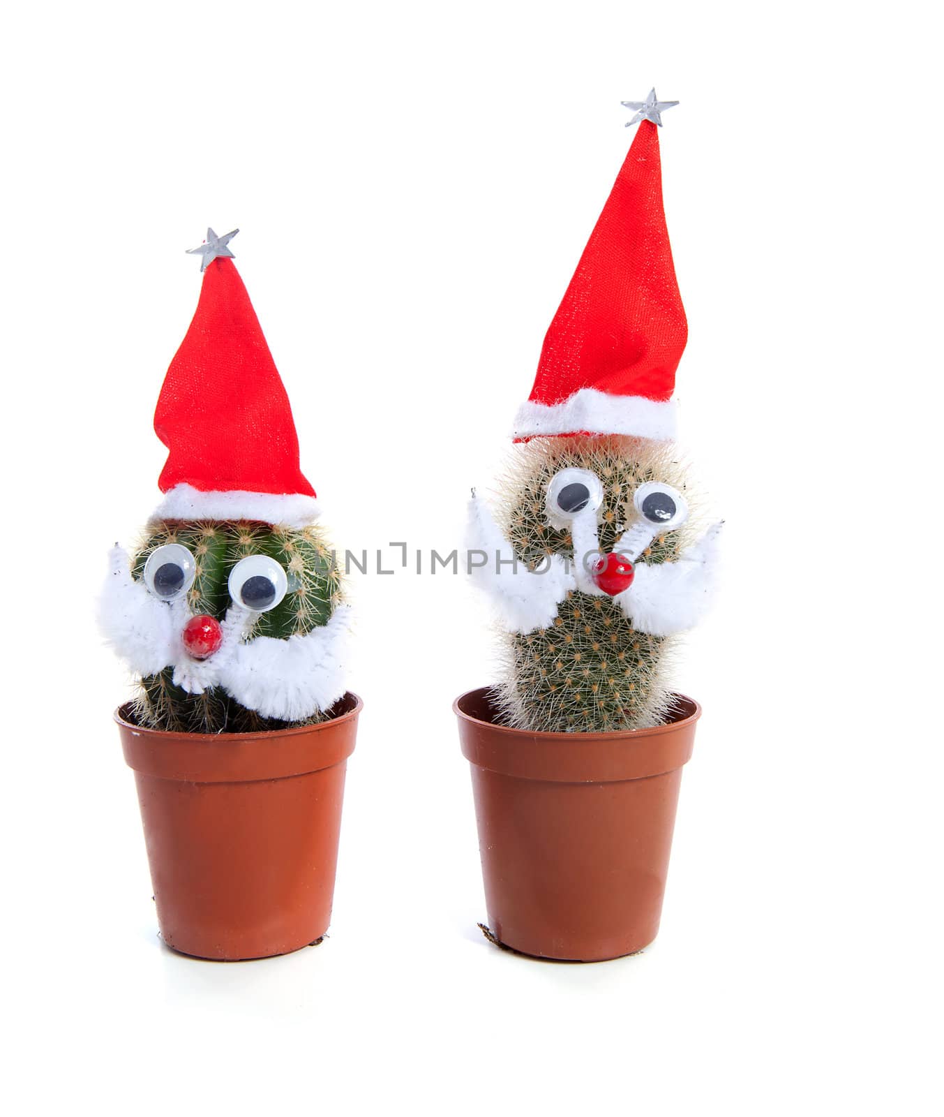 Two funny decorated cactus plants for christmas over white background