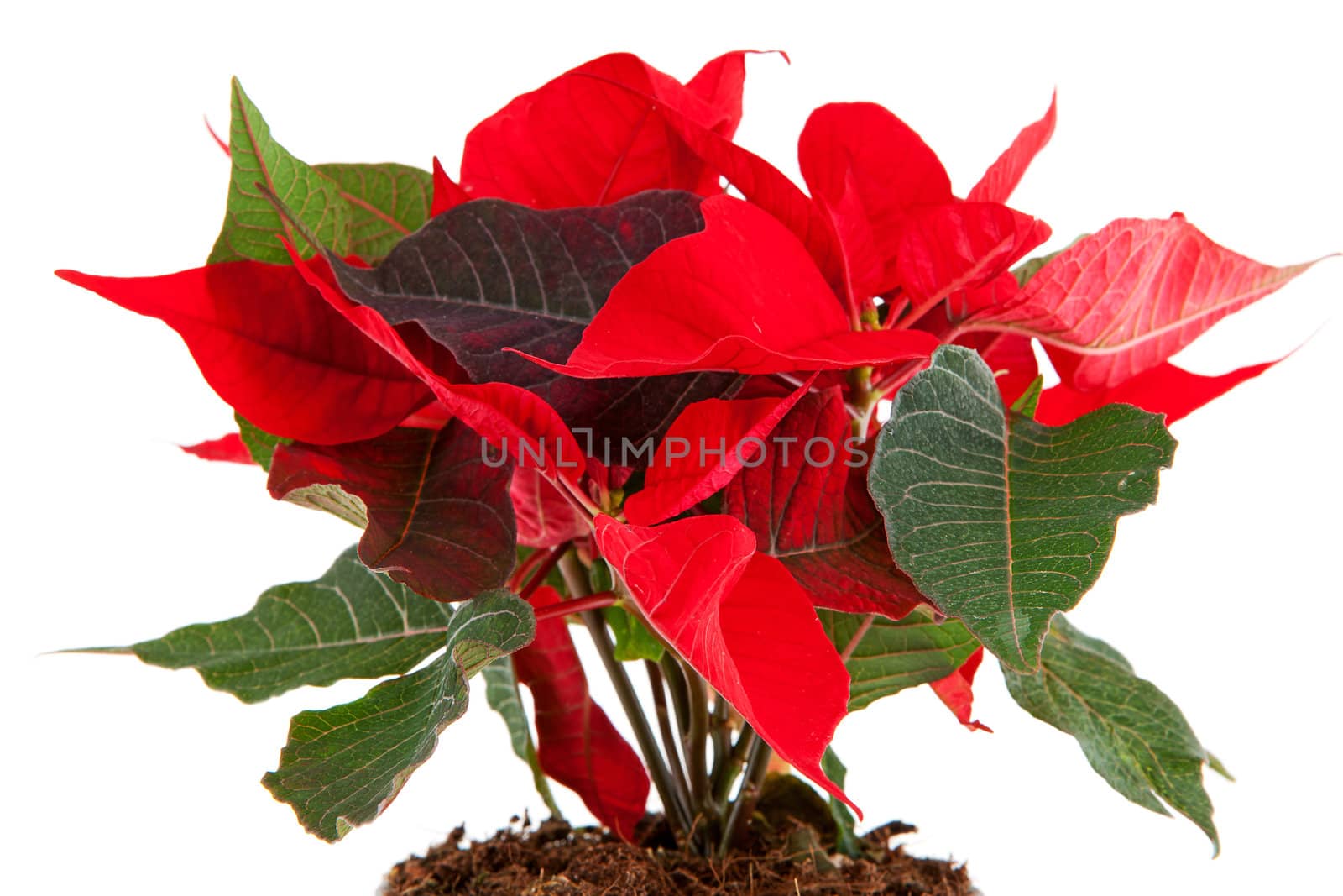 Red Poinsettia flower in closeup over white background