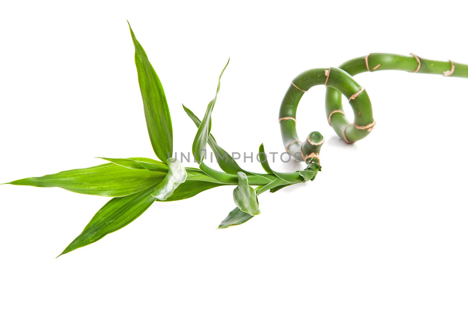 one twig of curly bamboo over white background