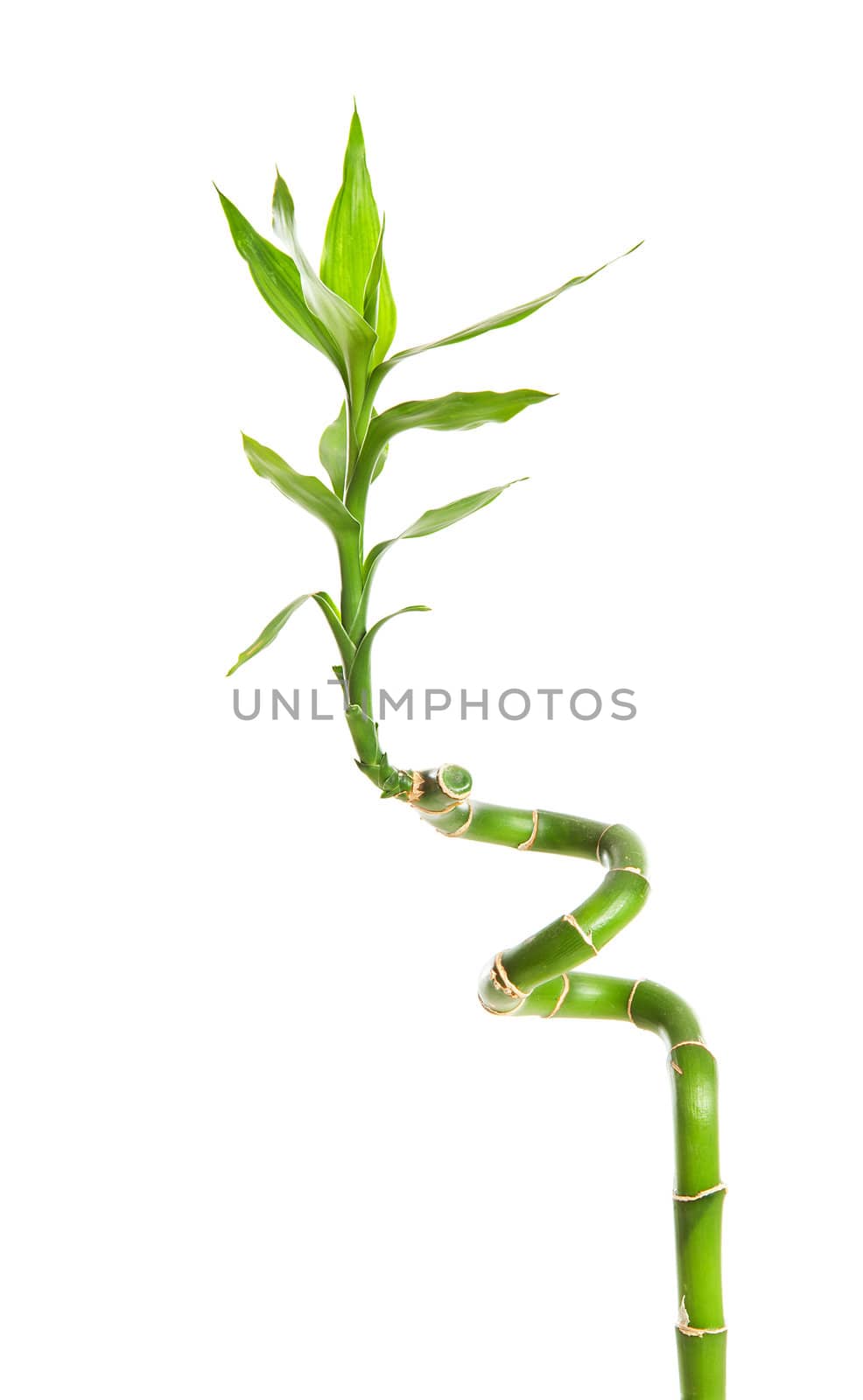 one twig of curly bamboo over white background