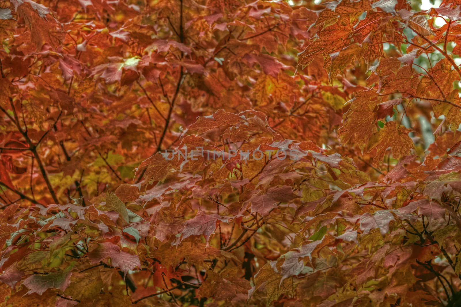 Colorful leaves of a maple tree in the fall