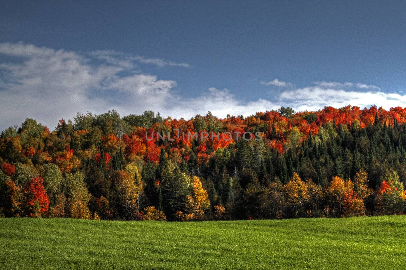 Colourful fall trees 99 by dbriyul