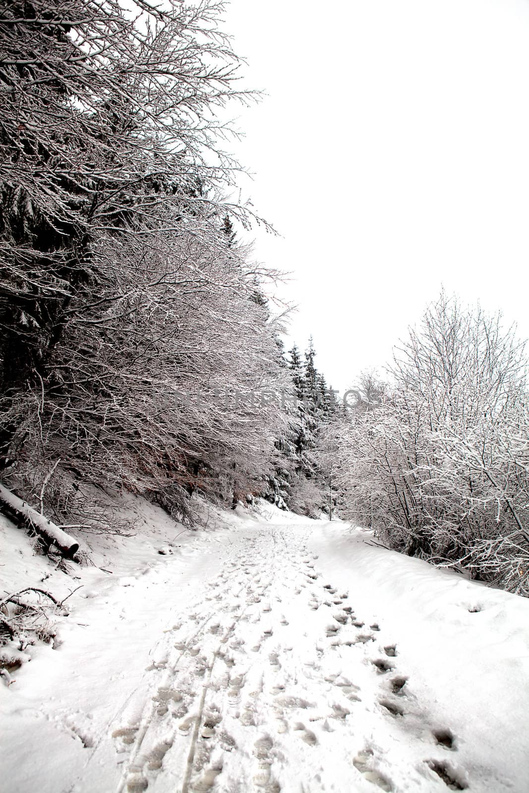 winter land; Foot prints in the snow