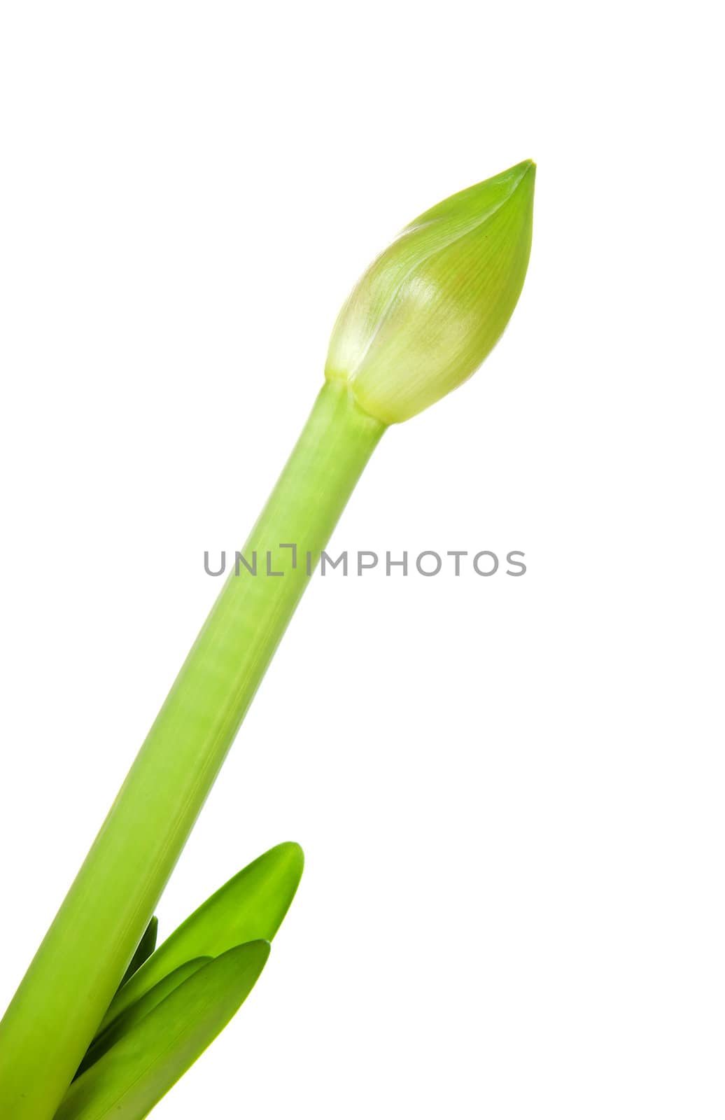 amaryllis flower bud in closeup over white background