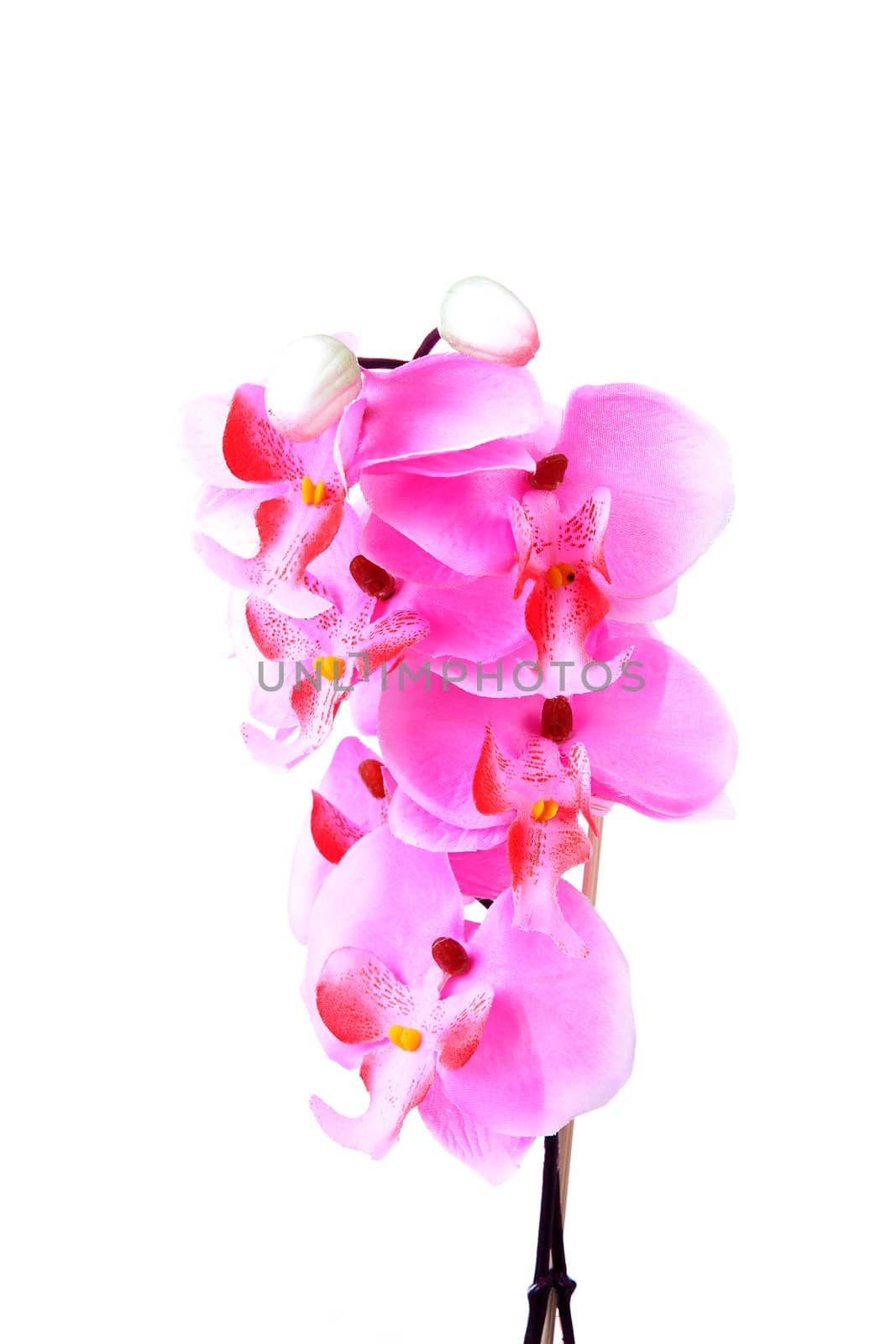 Pink silk orchid flower in closeup over white background