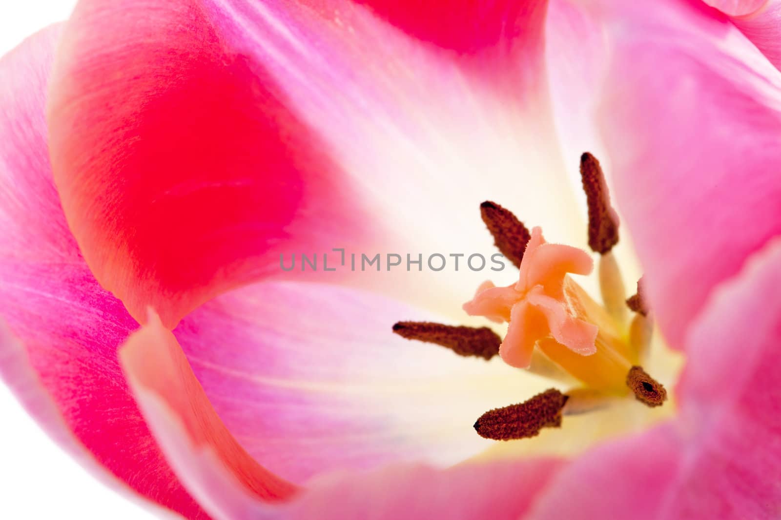 Macro of pink Dutch tulip, you see the stamen and pestle