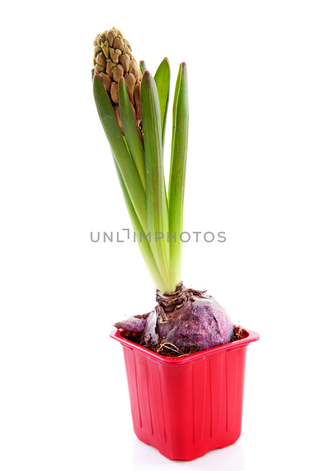Red hyacinthus flower in pot over white background