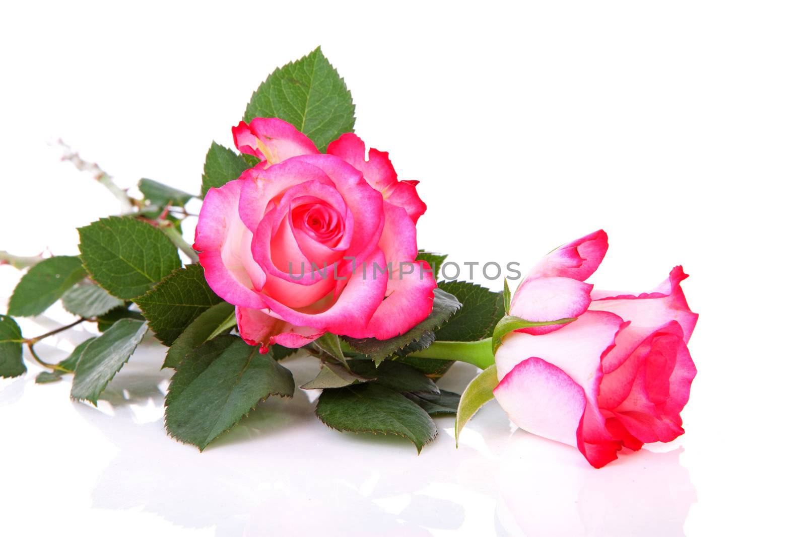 Two beautiful pink roses over white background