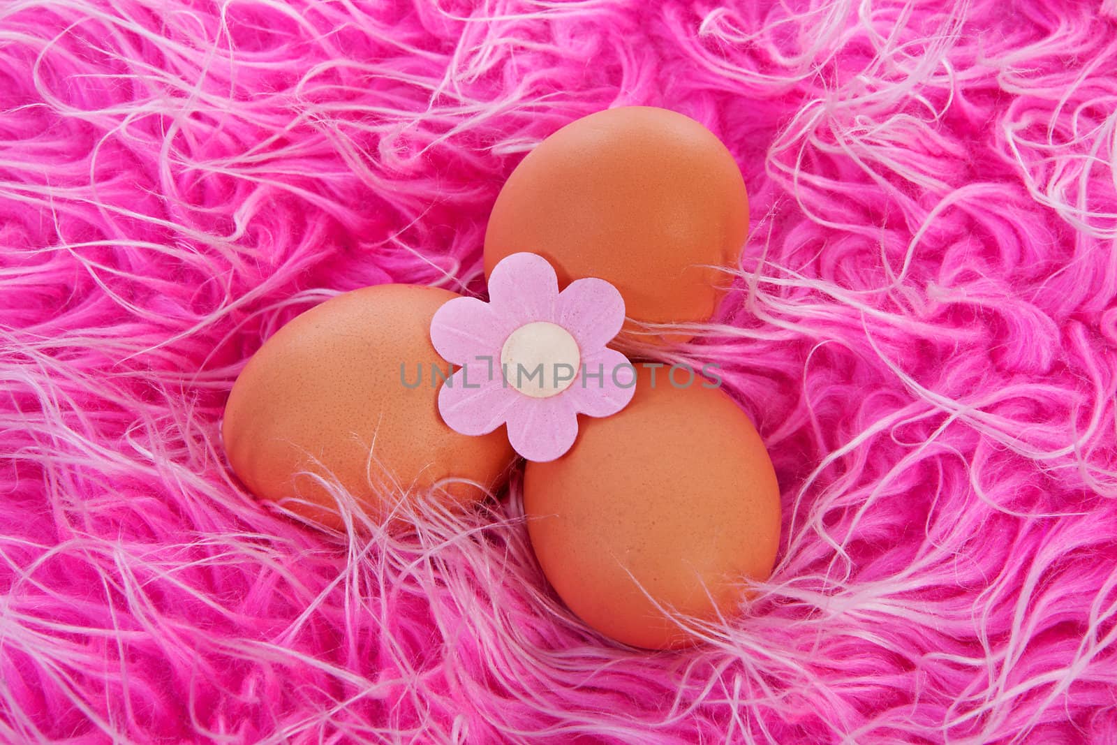 Easter chicken eggs with flower over pink fabric