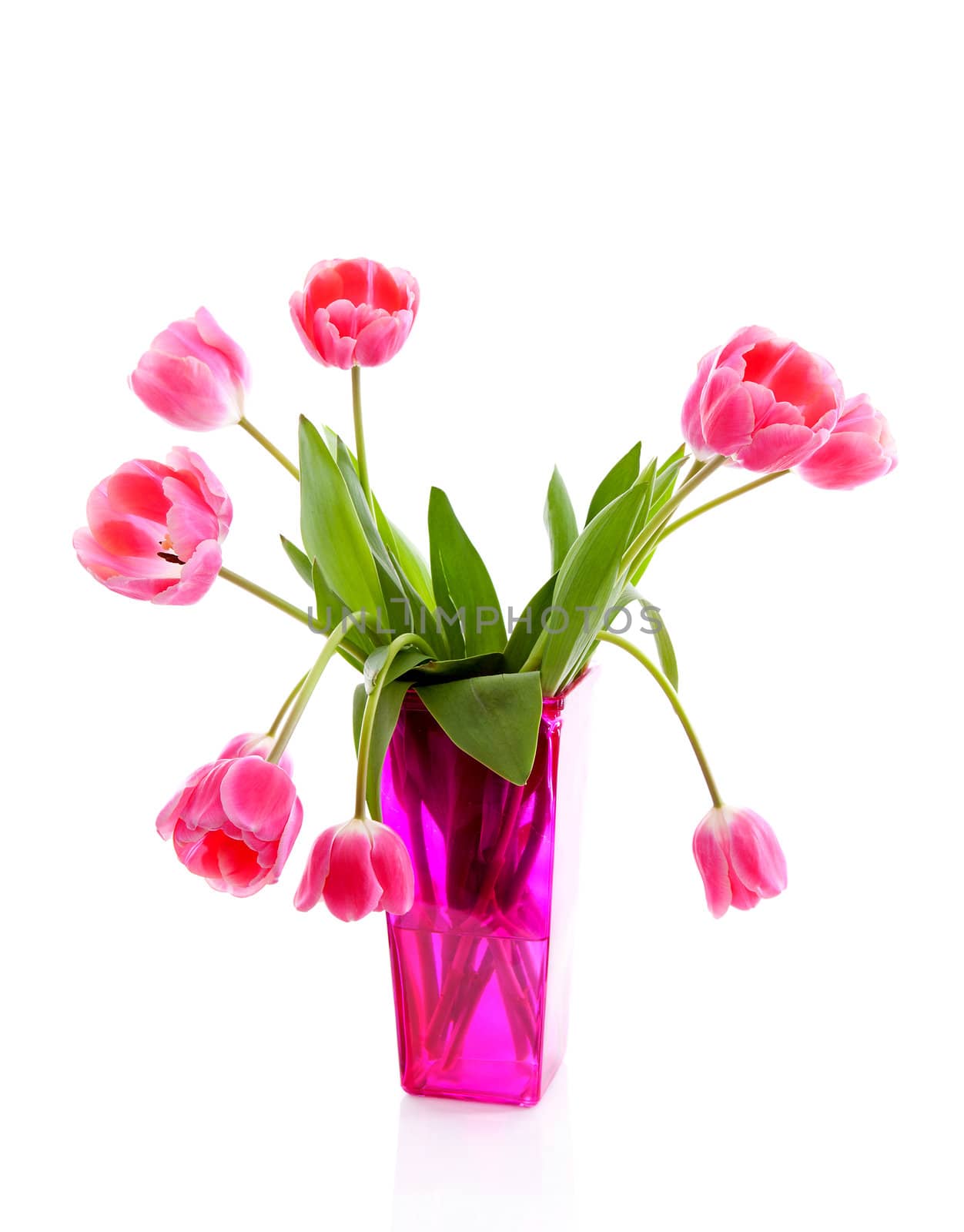 Pink vase with Dutch tulips over white background