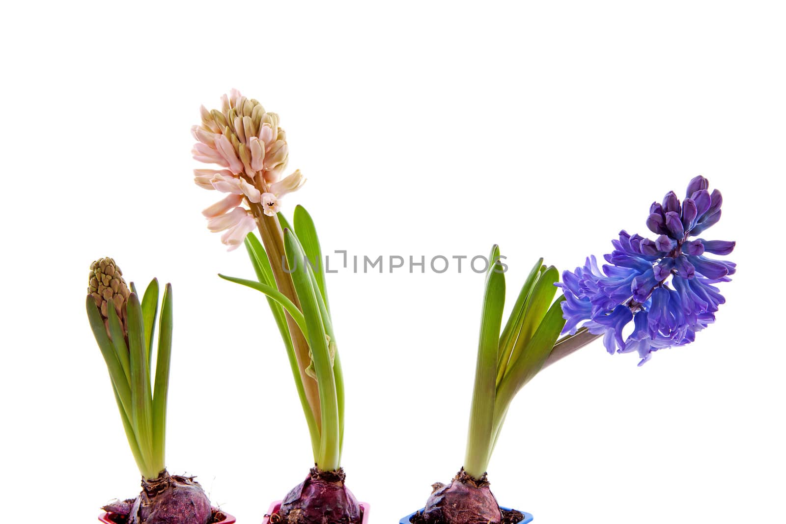 Three hyacinthus flowers in a row over white background