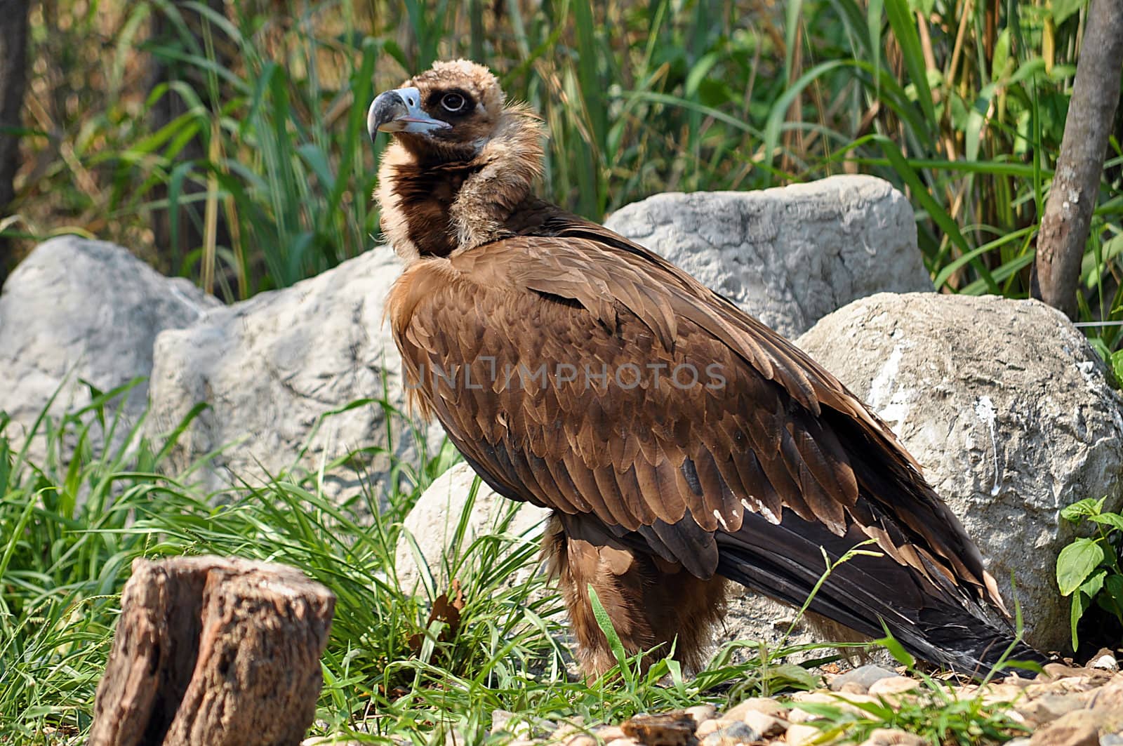 The Himalayan Griffon Vulture by MaZiKab