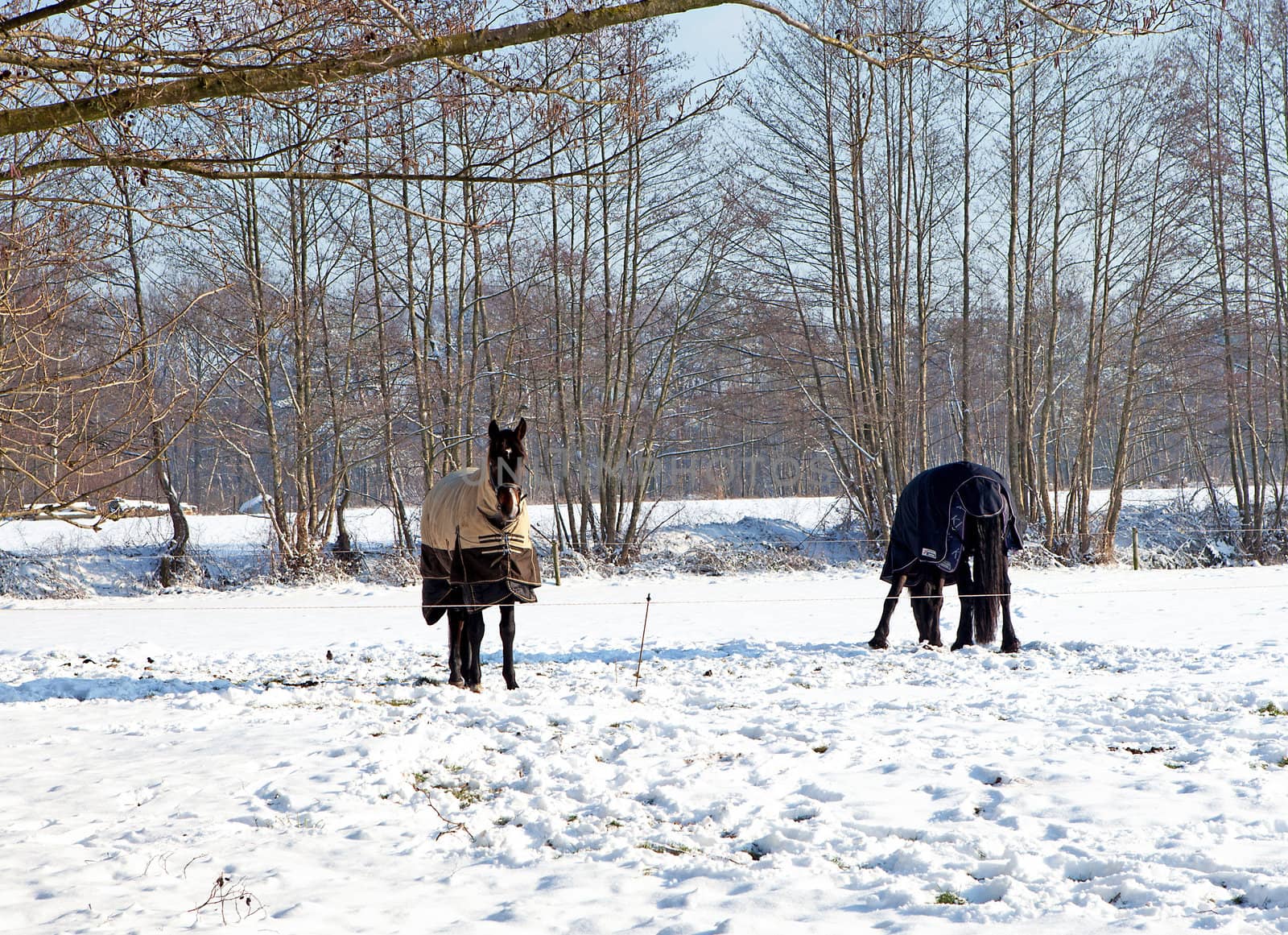 Two horses standing in snow on winter landscape 