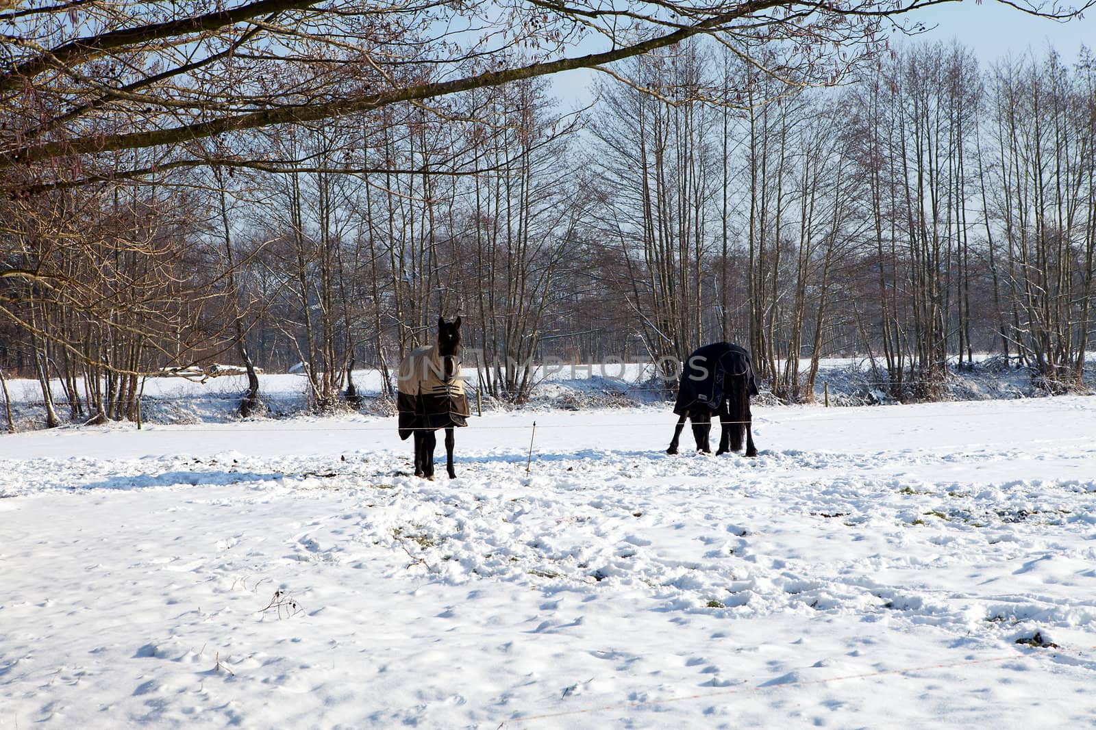 Two horses standing in snow on winter landscape 