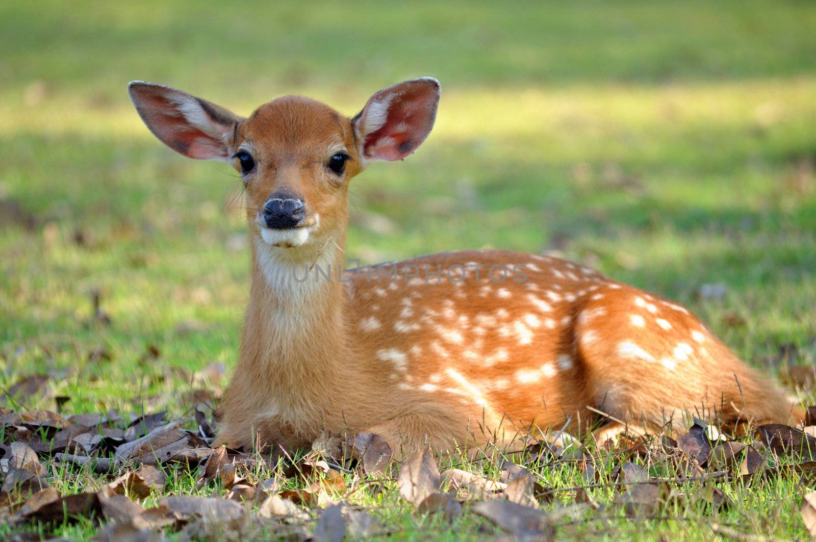 The Sika deer is one of the few deer species that does not lose its spots upon reaching maturity.