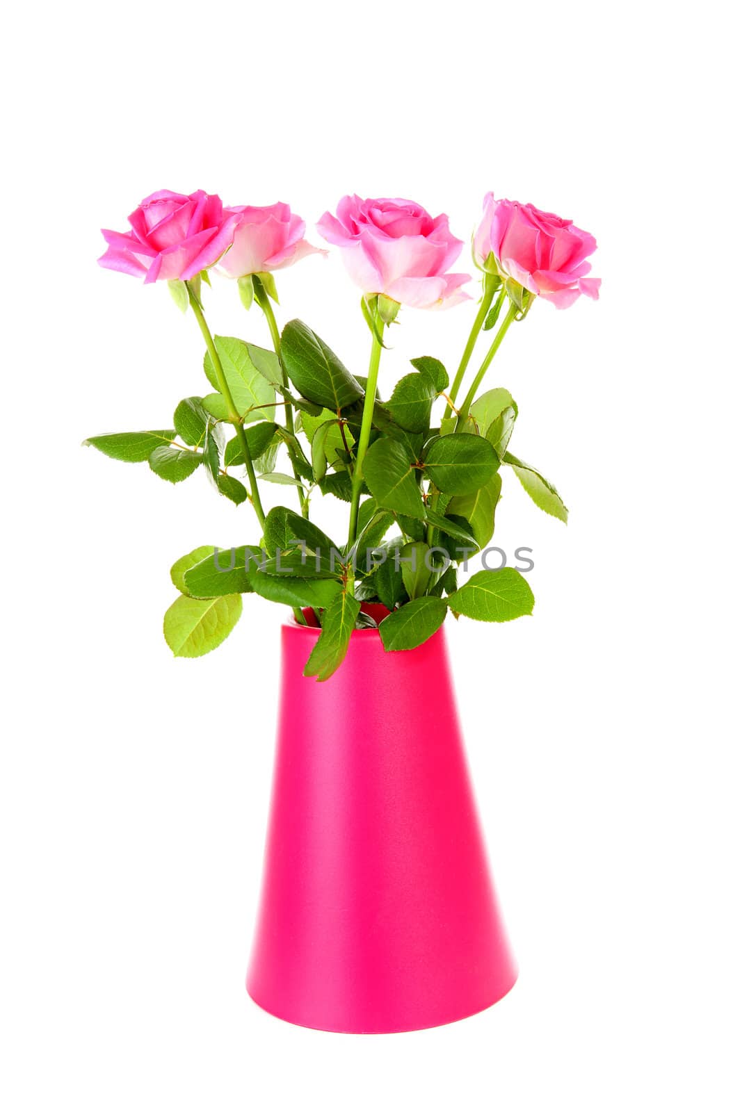 Bouquet of roses in pink vase over white background