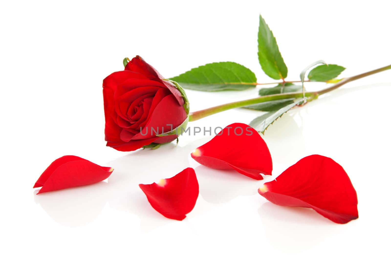 Red rose with fallen leaves over white background