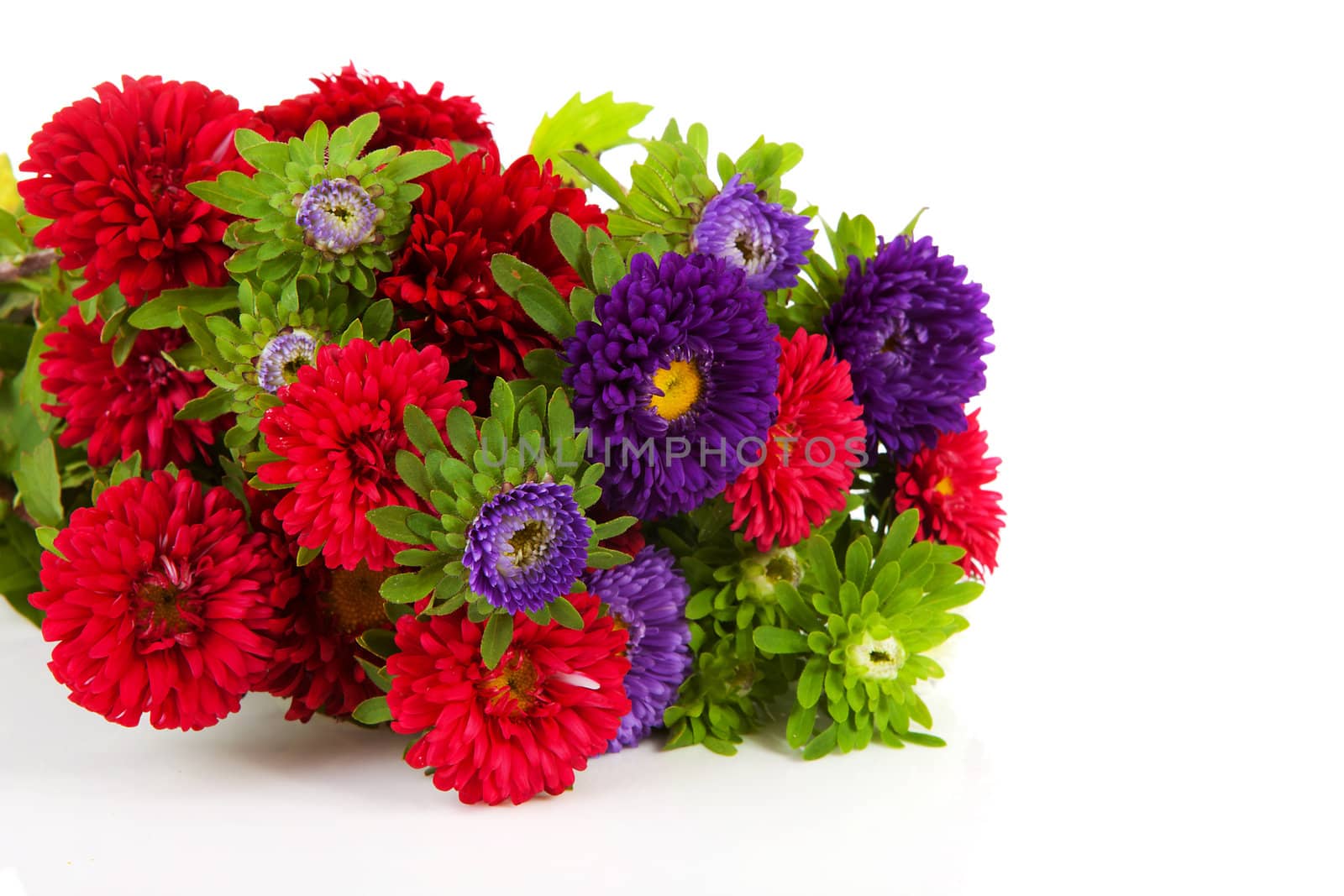 Bouquet of colorful Asters flowers over white background