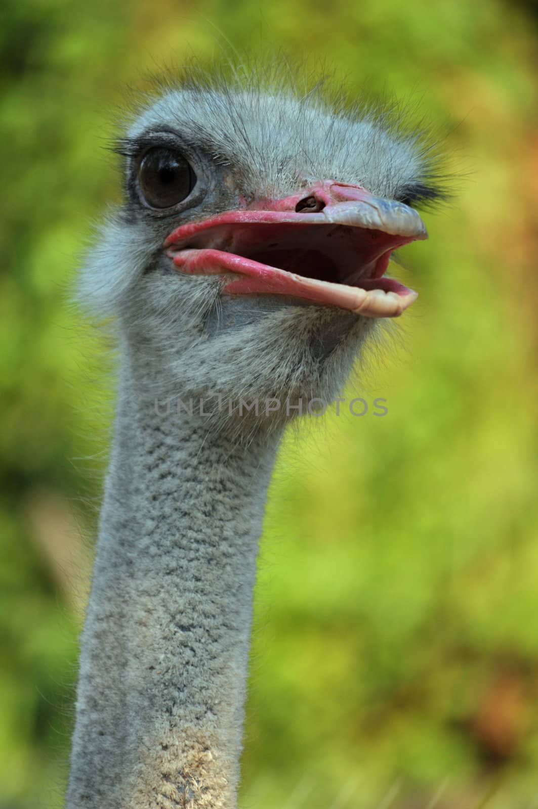 The head and neck of both male and female Ostriches is nearly bare, with a thin layer of down.