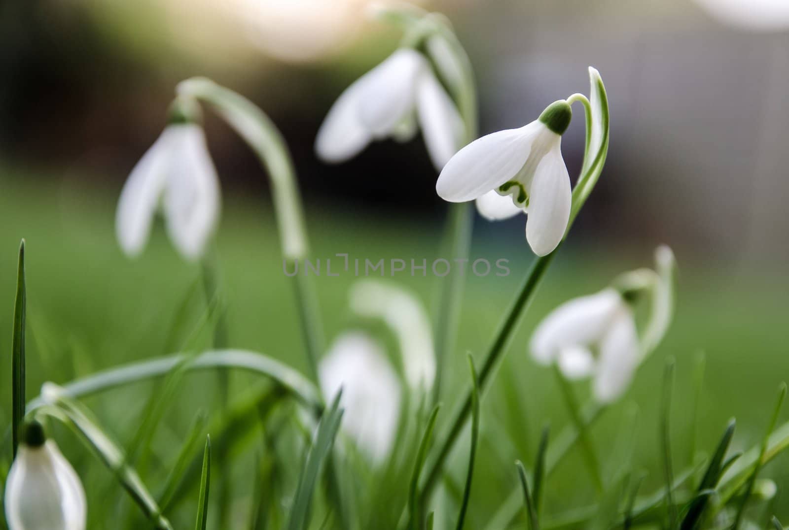 Snowdrops by Jez22