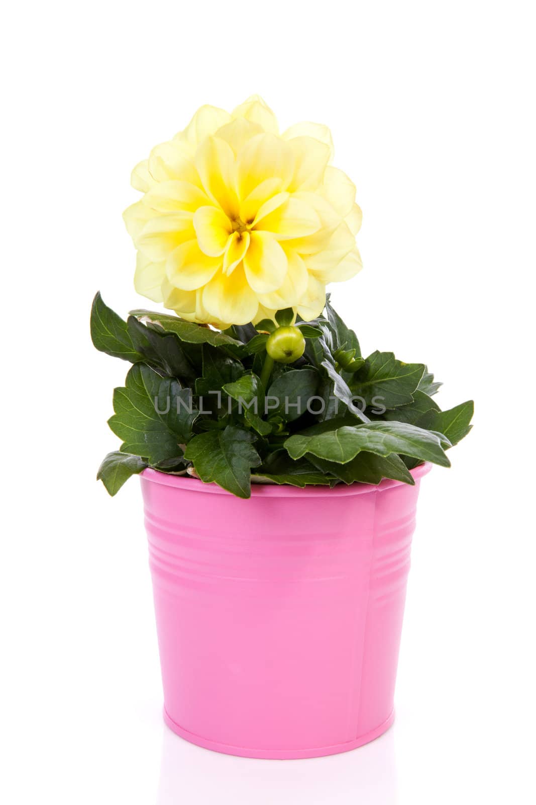 Yellow Dahlia flower in pink pot over white background