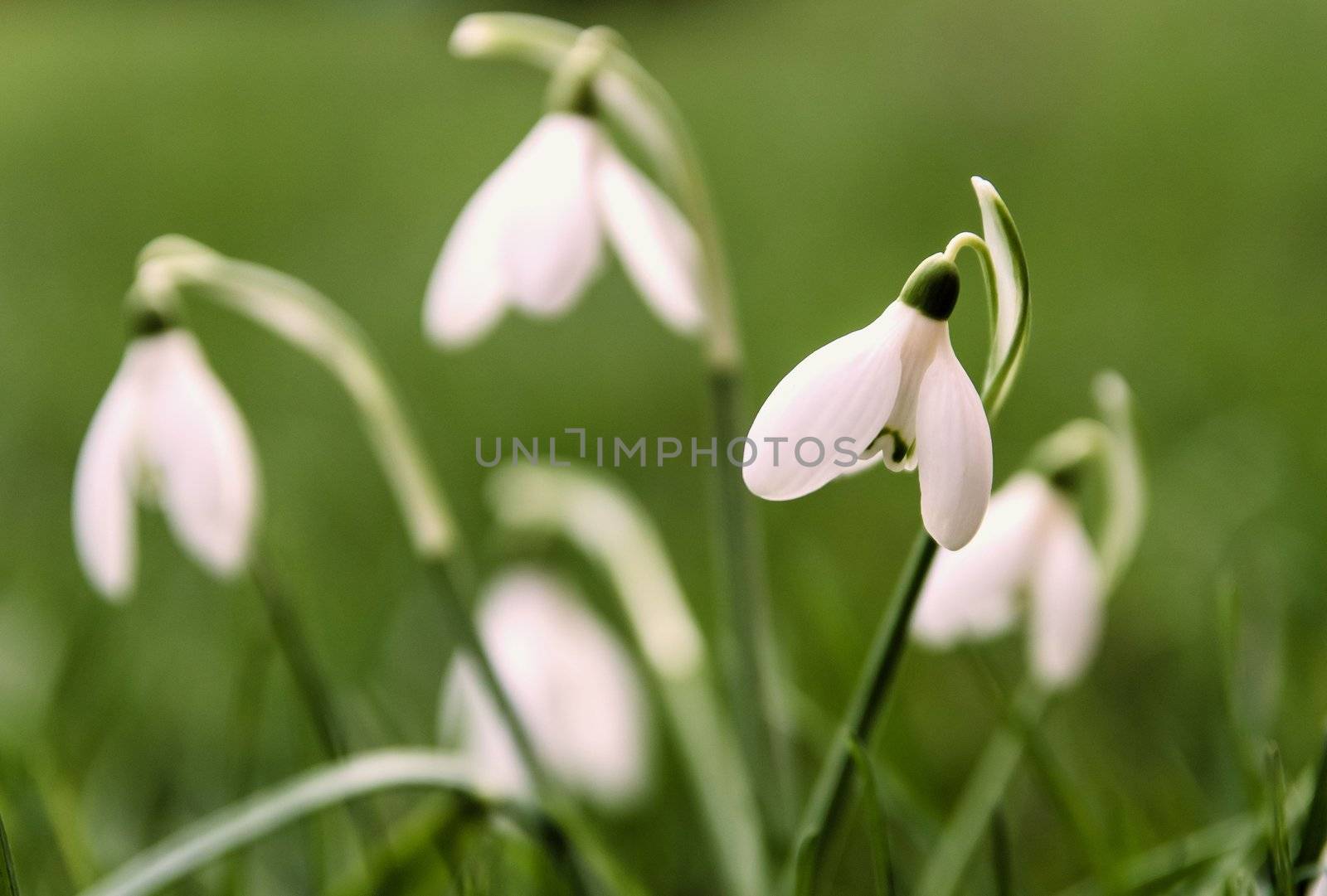 Pretty Snowdrop flowers are one of the first flowers to appear in late winter / early spring