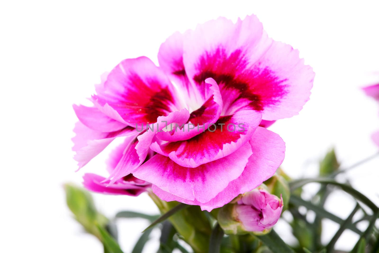 Pink Carnation flower in closeup over white background