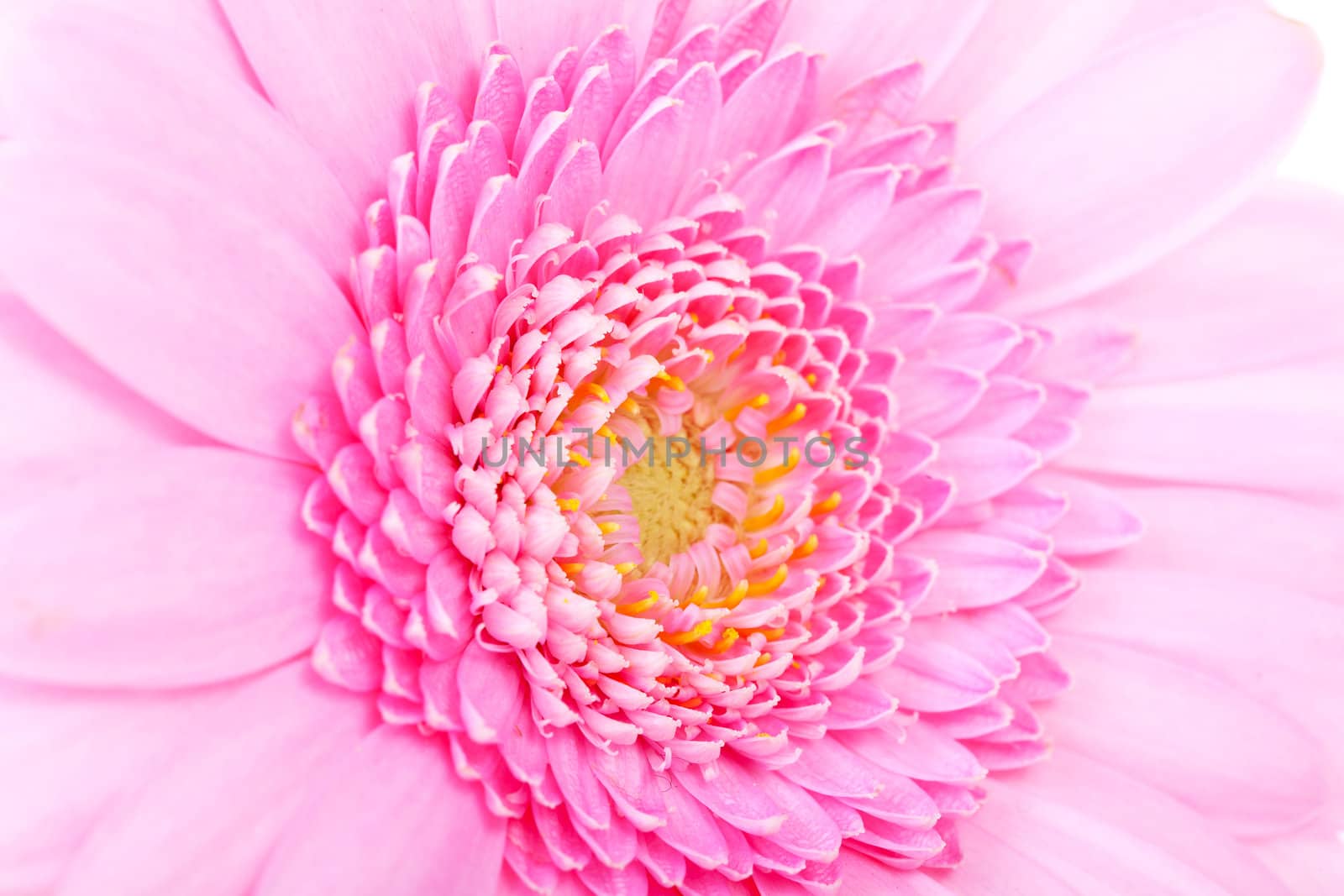 Heart of pink Gerber flower in closeup