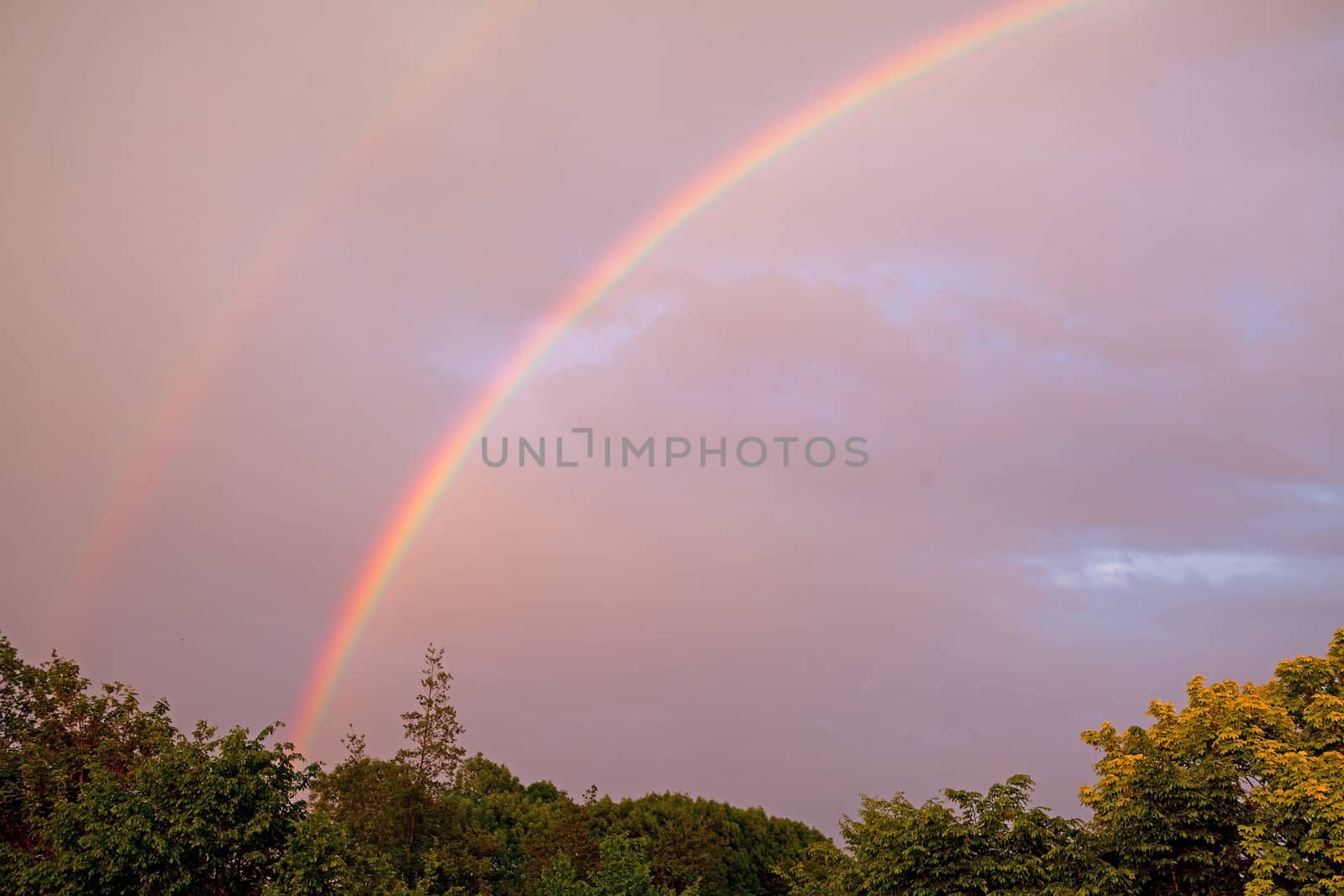 colorful rainbow in cloudy sky above some trees