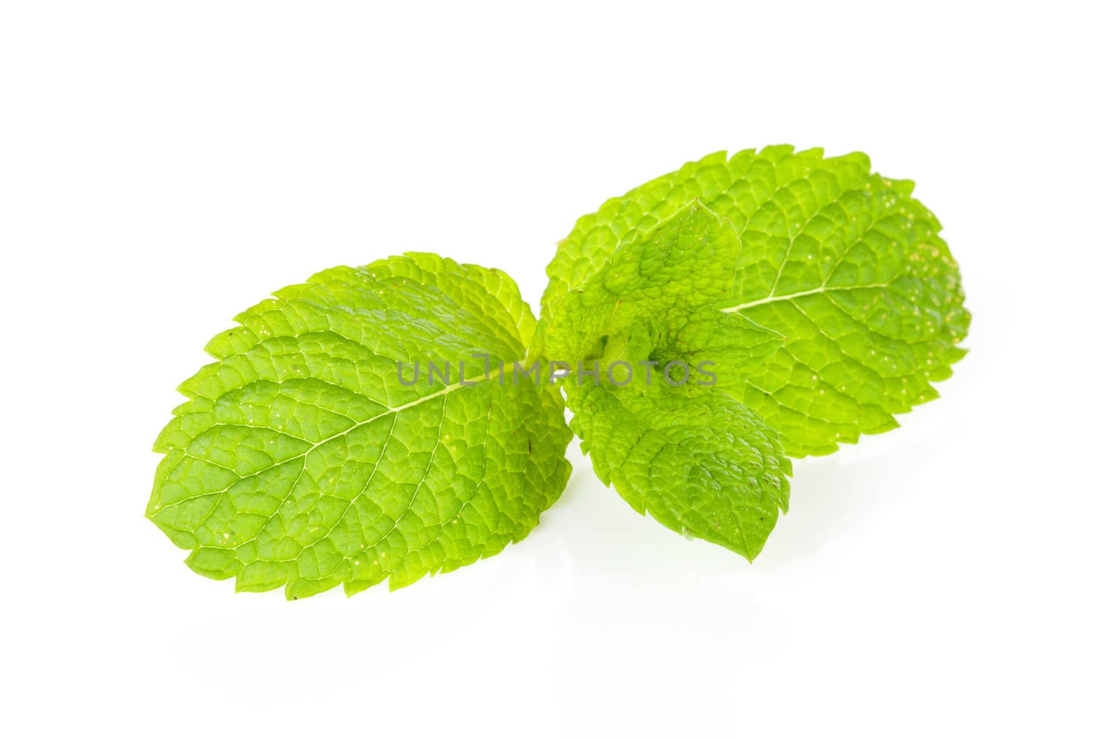 Fresh mint leaf in closeup over white background