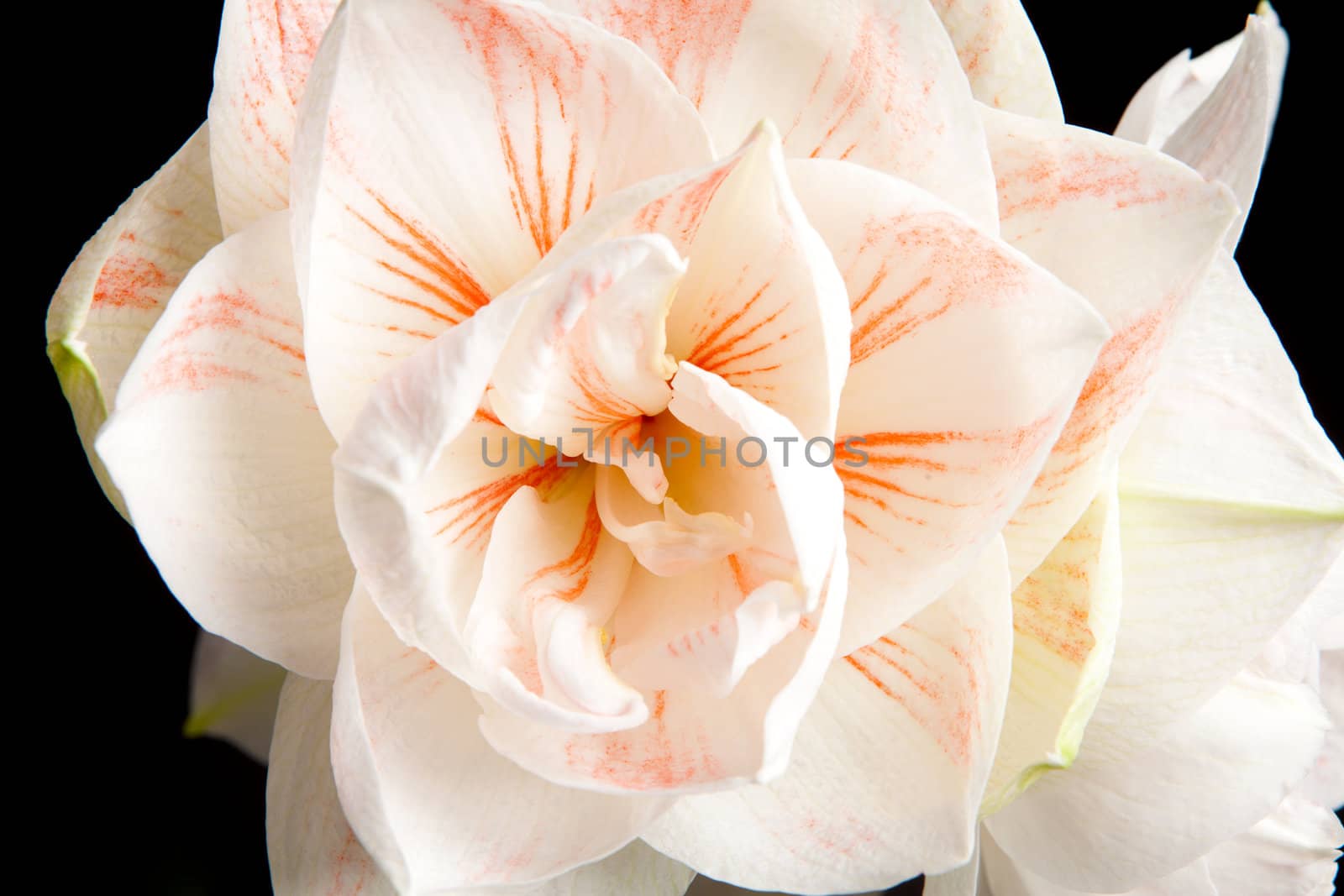 white Amaryllis flower in closeup over black background