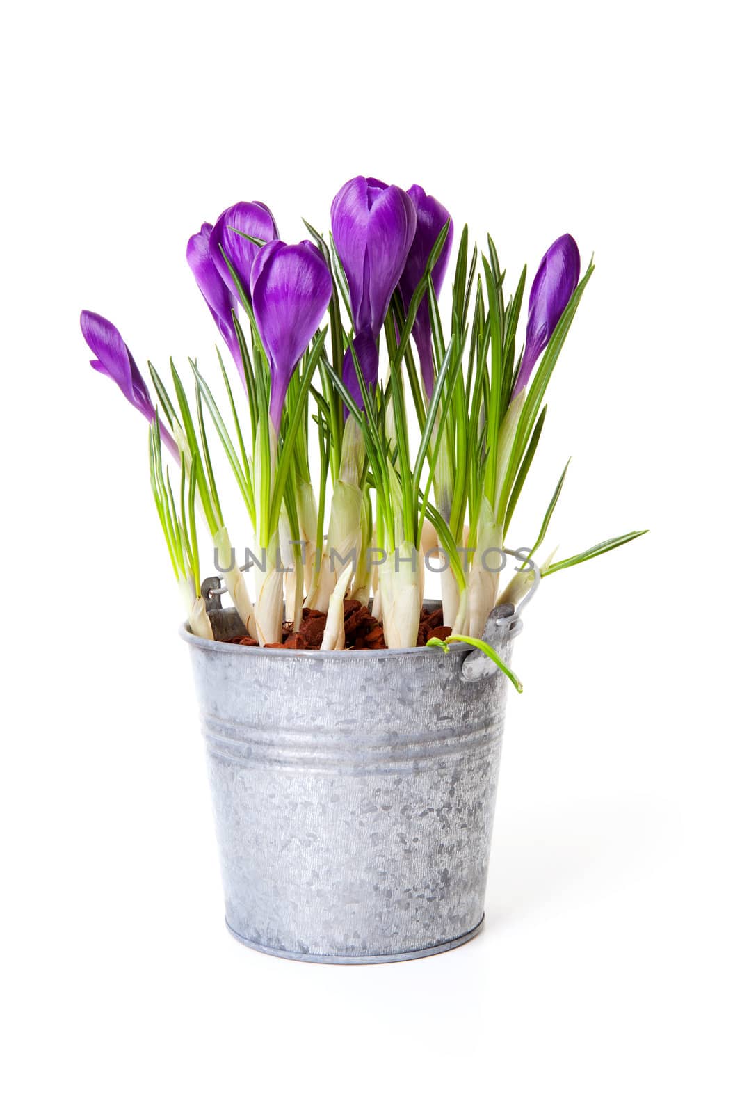 Purple Crocus flowers in zink pot over white background