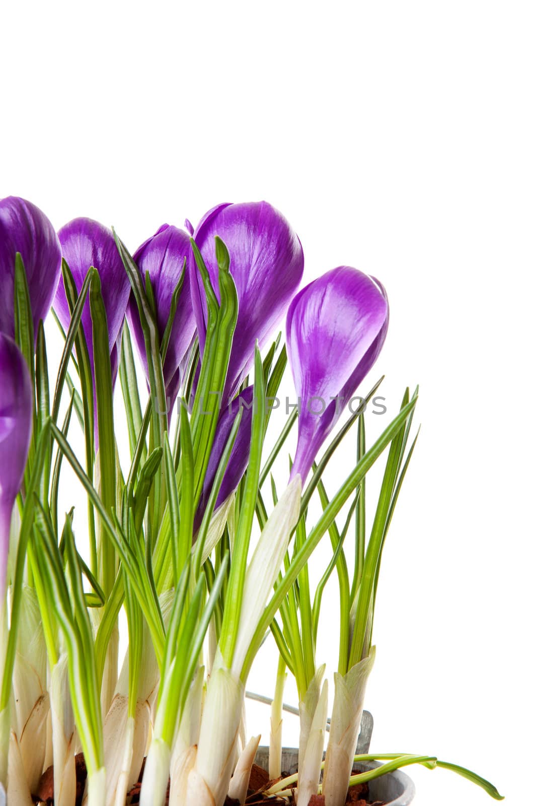 Purple Crocus flowers in closeup over white background