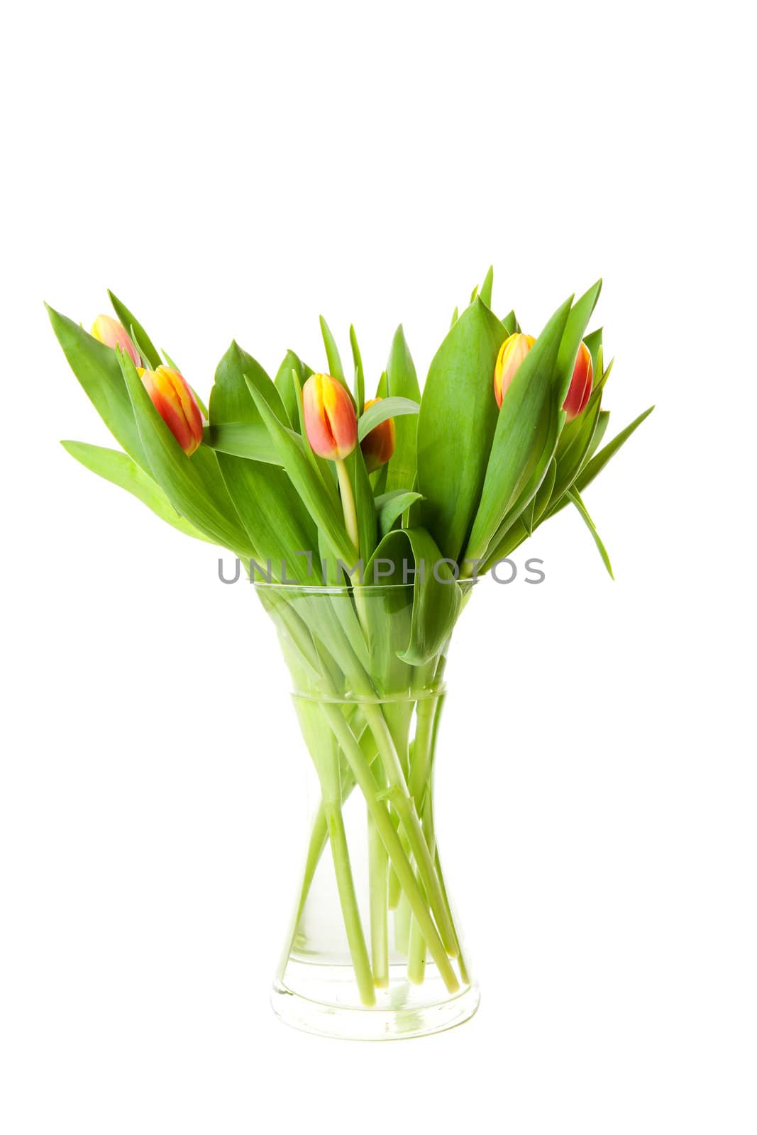 Bouquet of Dutch tulips over white background