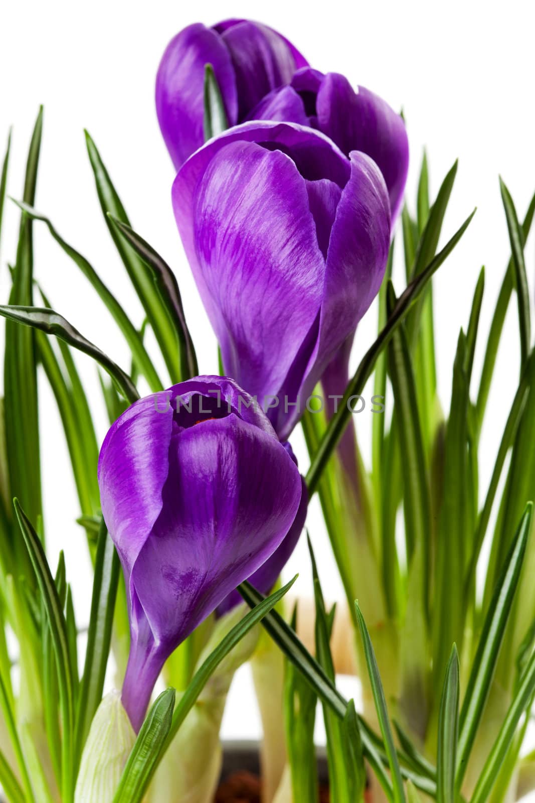 Purple Crocus flowers in closeup over white background