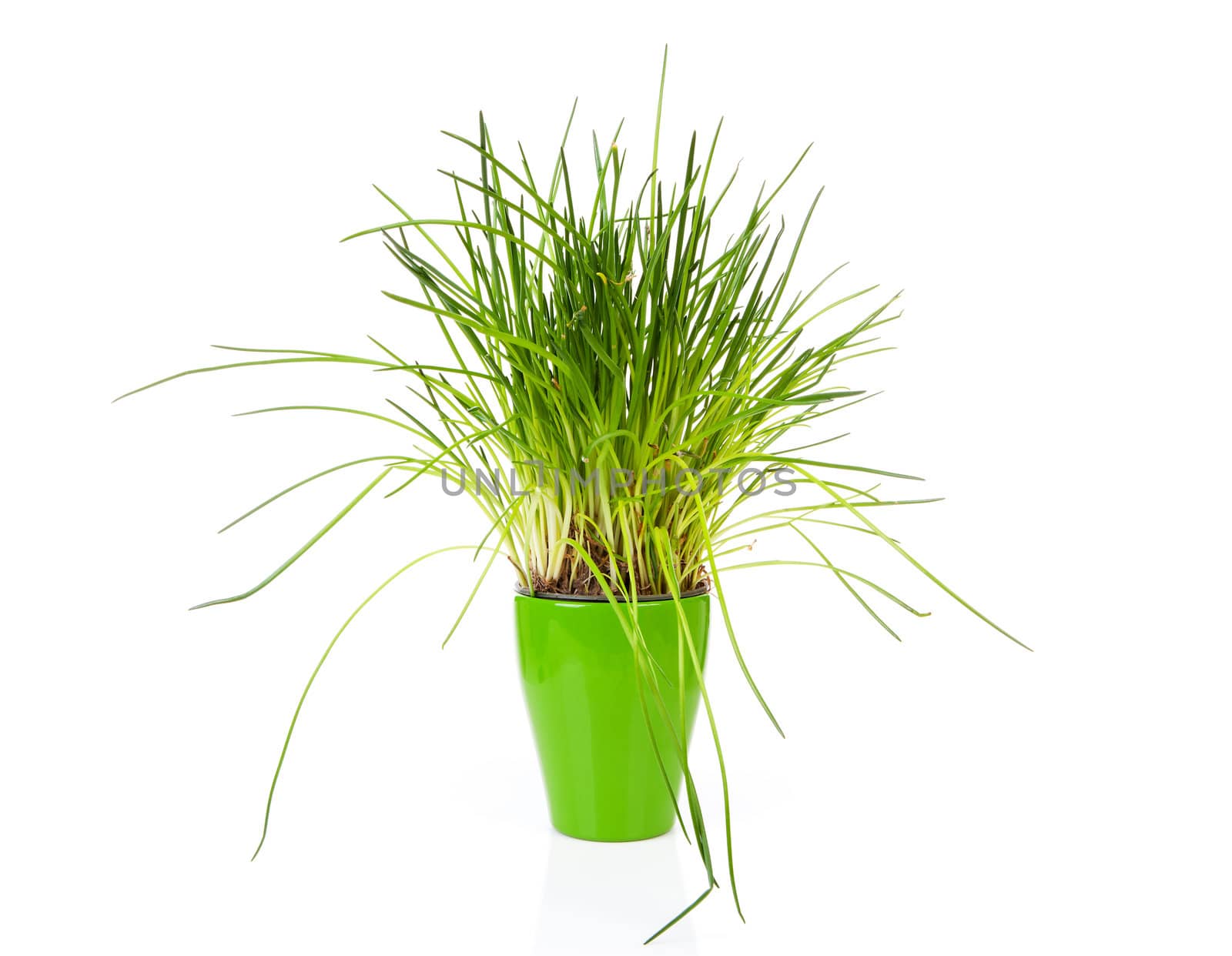 fresh chives in green pot on white background
