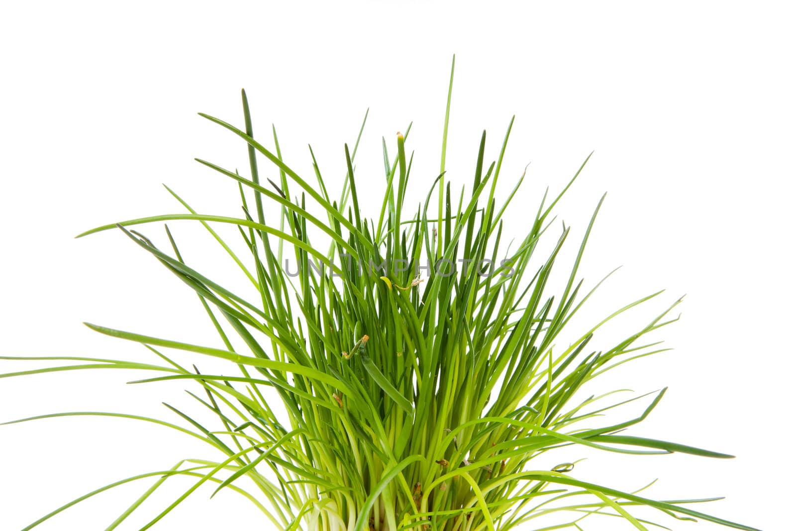 fresh chives in closeup on white background