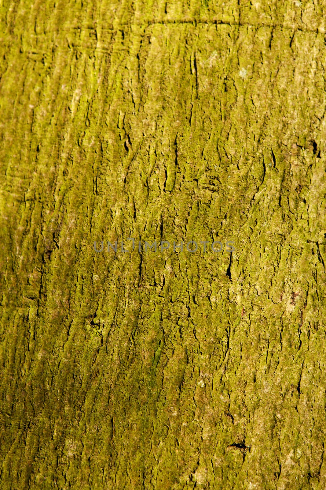 background of green tree trunk in closeup 
