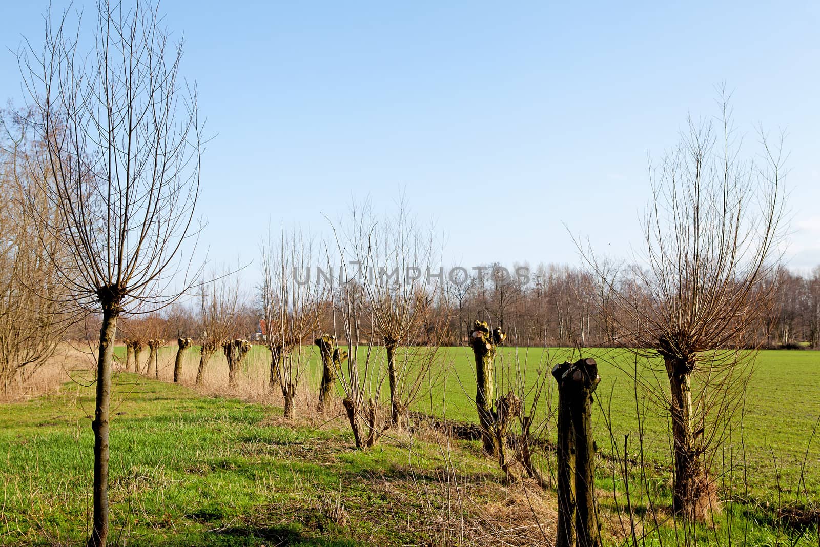 Typical Dutch landscape with pollard willow trees on sunny day