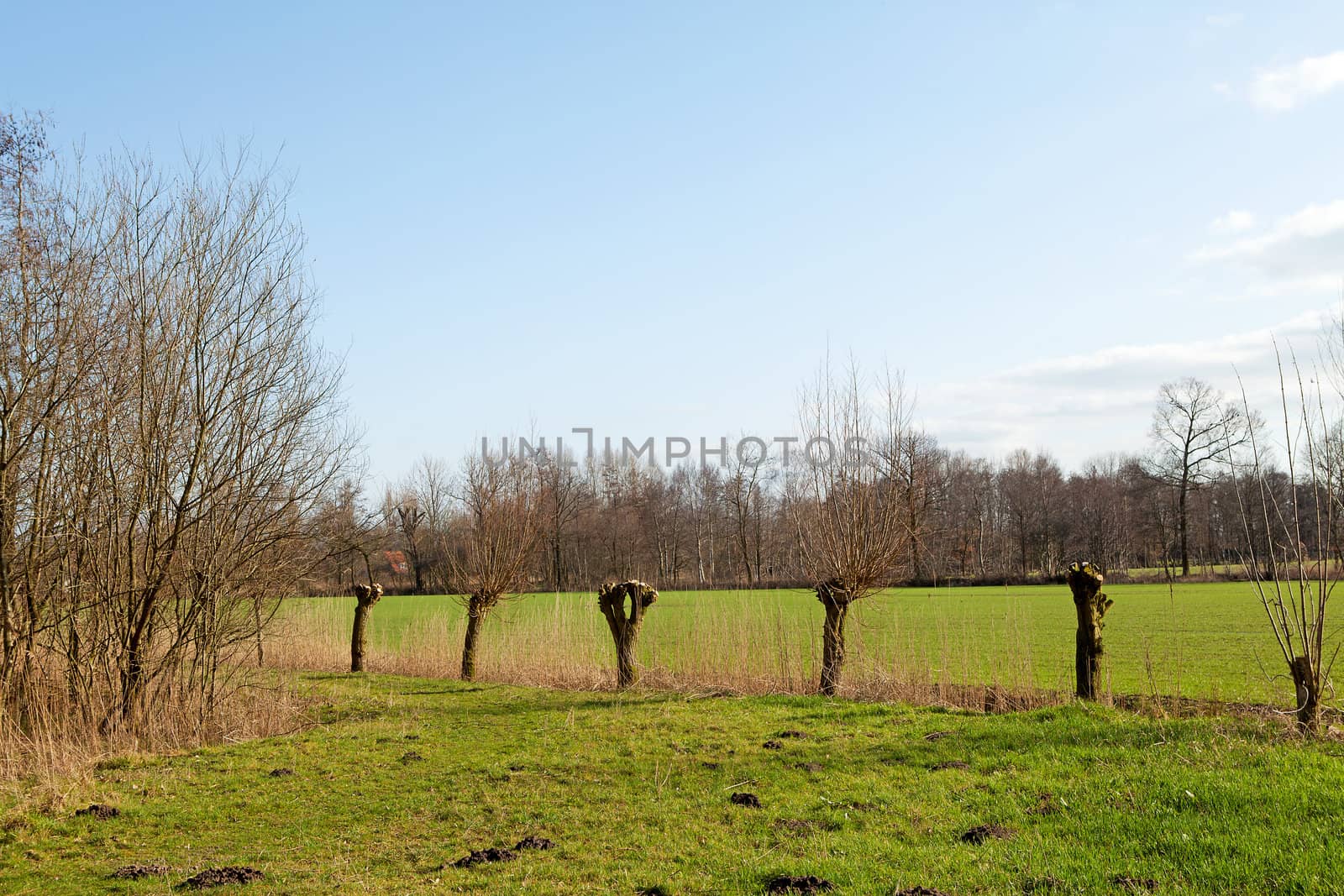 Typical Dutch landscape with pollard willow trees on sunny day