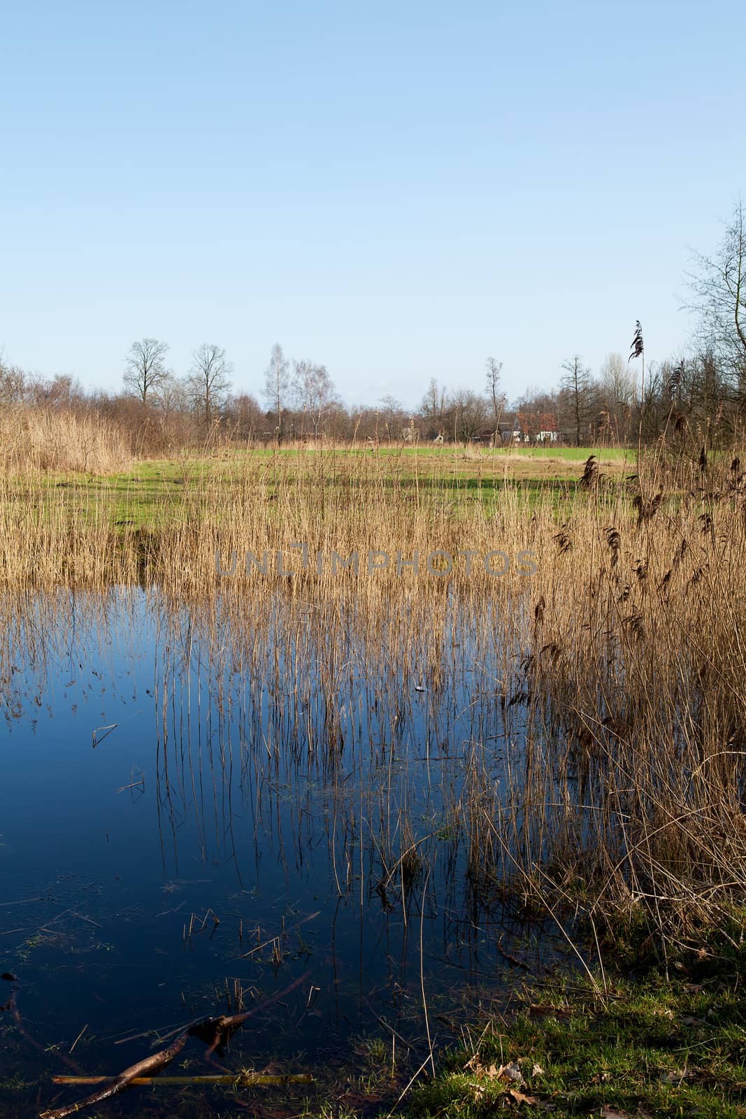 Little lake with reeds in the Netherlands on sunny day