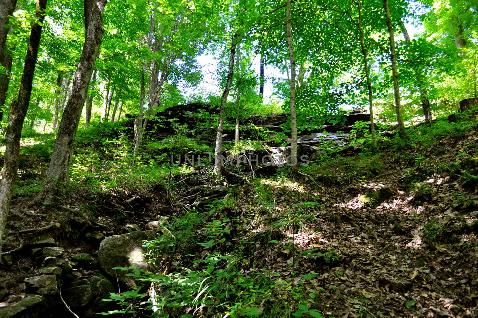 Trail in the woods by RefocusPhoto